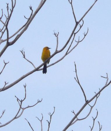 Photo (17): Yellow Oriole