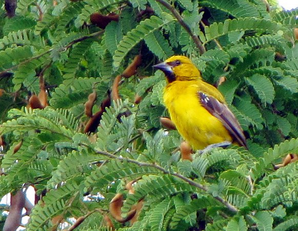 Photo (2): Yellow Oriole
