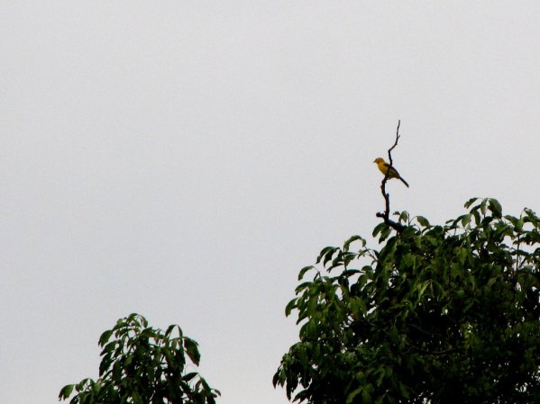 Photo (18): Yellow Oriole