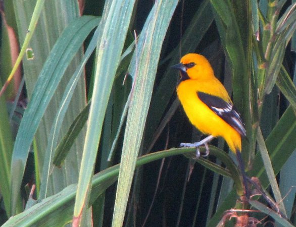 Photo (3): Yellow Oriole
