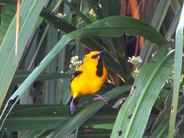 Photo (14): Yellow Oriole