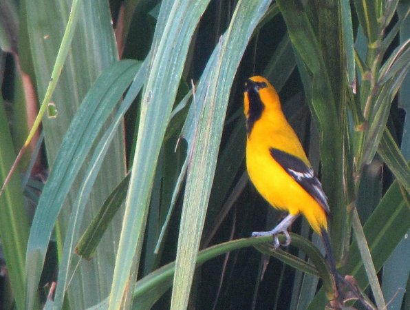 Photo (4): Yellow Oriole