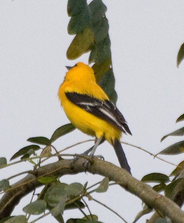 Photo (9): Yellow Oriole