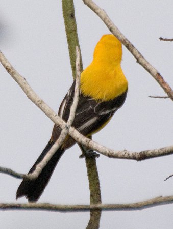 Photo (12): Yellow Oriole