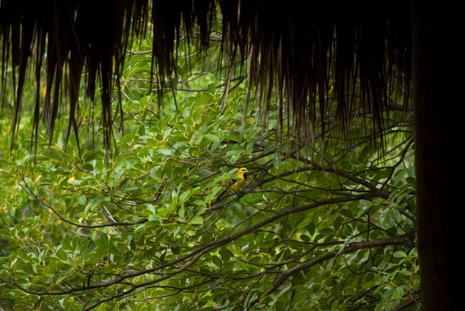 Photo (11): Yellow Oriole