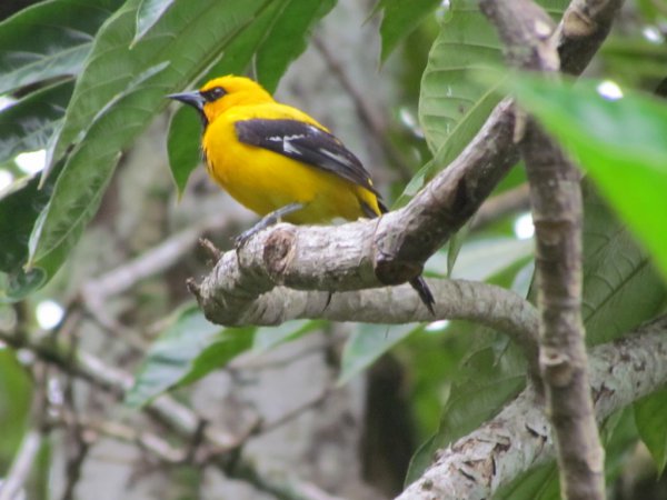 Photo (5): Yellow Oriole