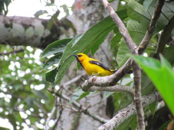 Photo (20): Yellow Oriole