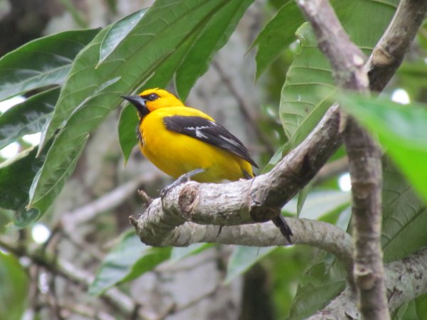 Photo (8): Yellow Oriole