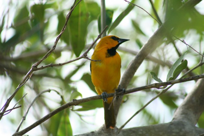 Photo (1): Yellow Oriole