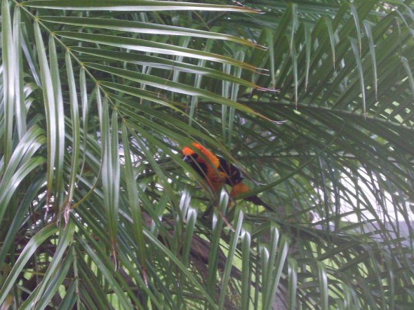 Photo (9): Spot-breasted Oriole