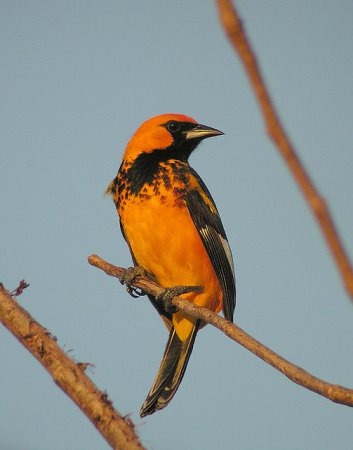 Photo (1): Spot-breasted Oriole