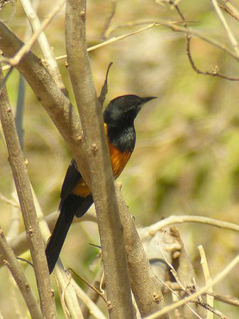 Photo (8): Black-vented Oriole