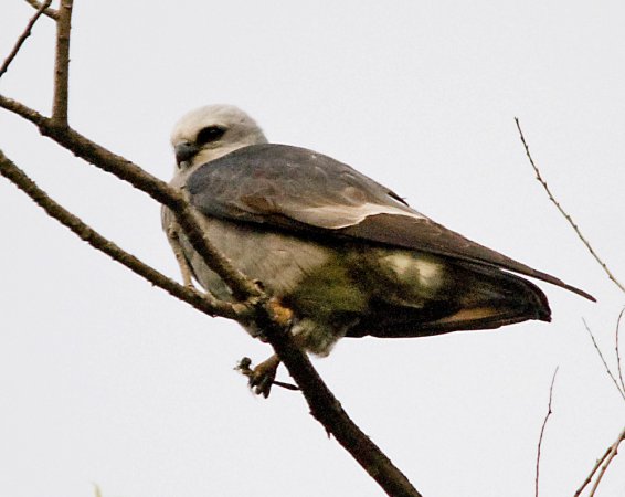 Photo (6): Mississippi Kite