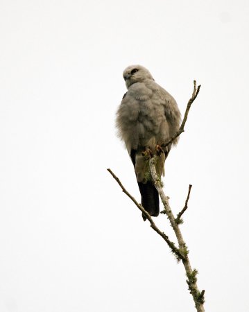 Photo (7): Mississippi Kite