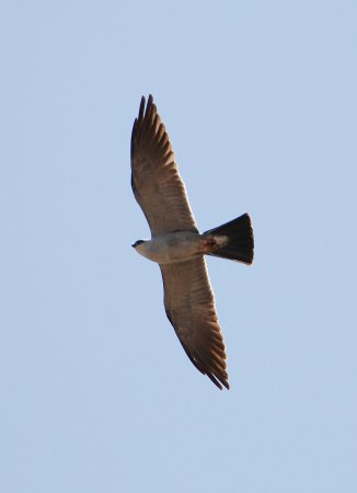 Photo (12): Mississippi Kite