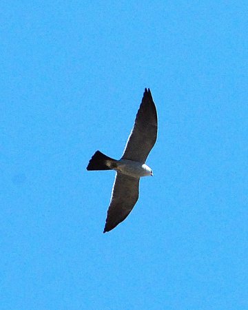 Photo (10): Mississippi Kite