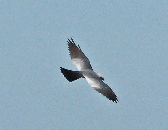 Photo (4): Mississippi Kite