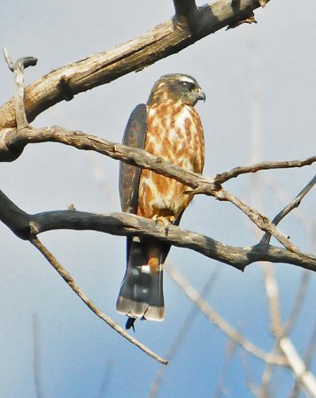 Photo (15): Mississippi Kite