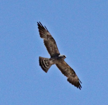 Photo (14): Mississippi Kite
