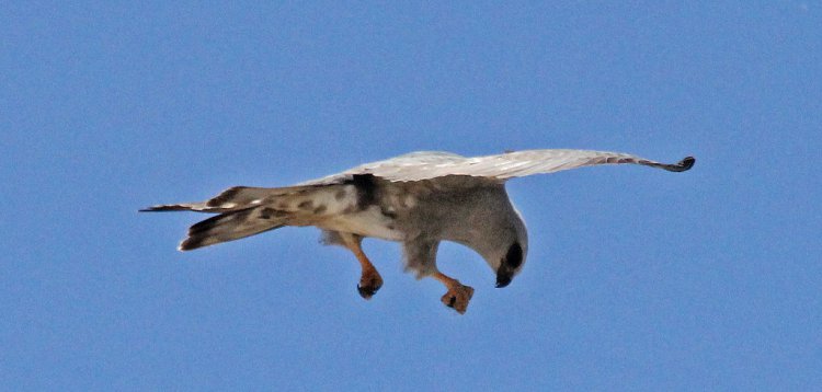 Photo (8): Mississippi Kite