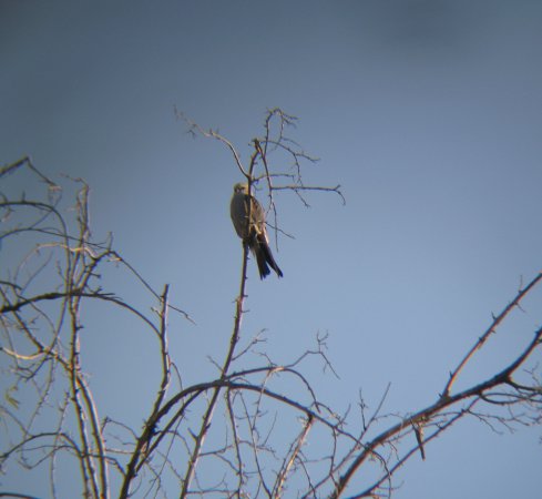 Photo (11): Mississippi Kite