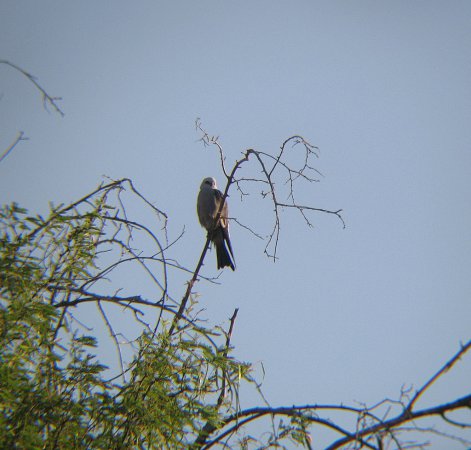 Photo (9): Mississippi Kite