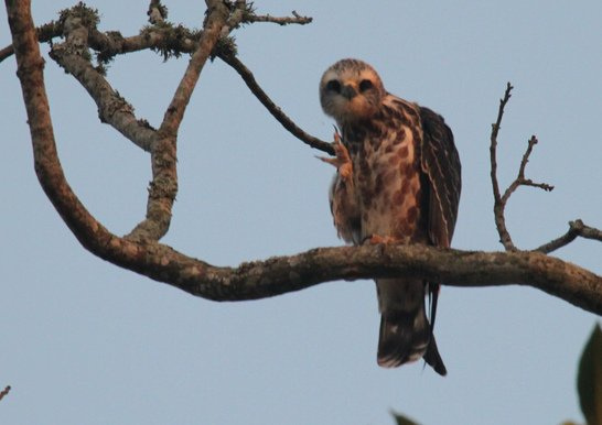 Photo (13): Mississippi Kite