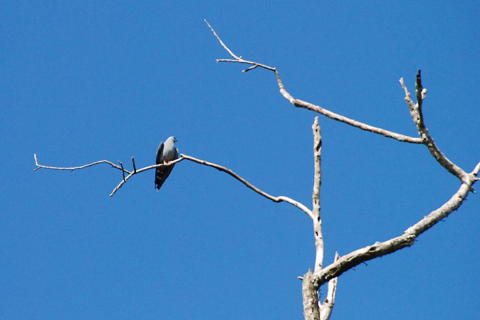 Photo (4): Plumbeous Kite