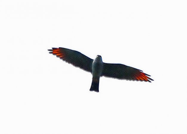 Photo (5): Plumbeous Kite