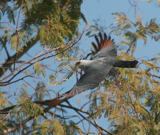 Photo (2): Plumbeous Kite