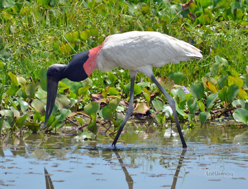 Photo (4): Jabiru