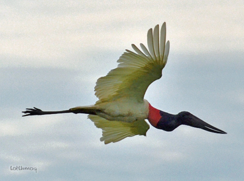 Photo (3): Jabiru