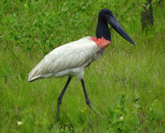 Photo (2): Jabiru