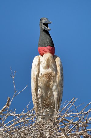 Photo (9): Jabiru