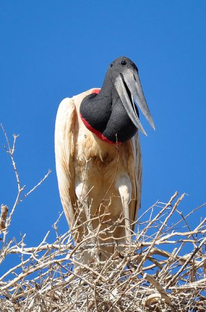 Photo (10): Jabiru