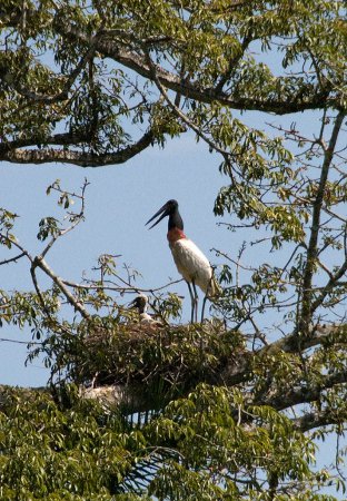 Photo (12): Jabiru