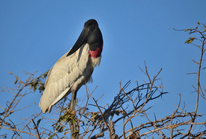 Photo (5): Jabiru