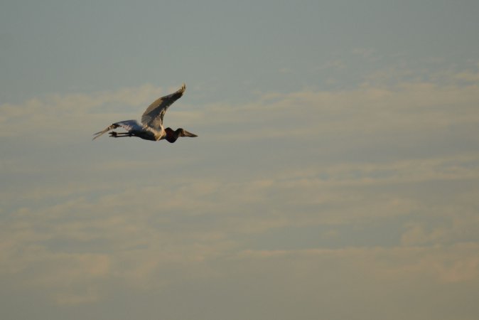 Photo (6): Jabiru