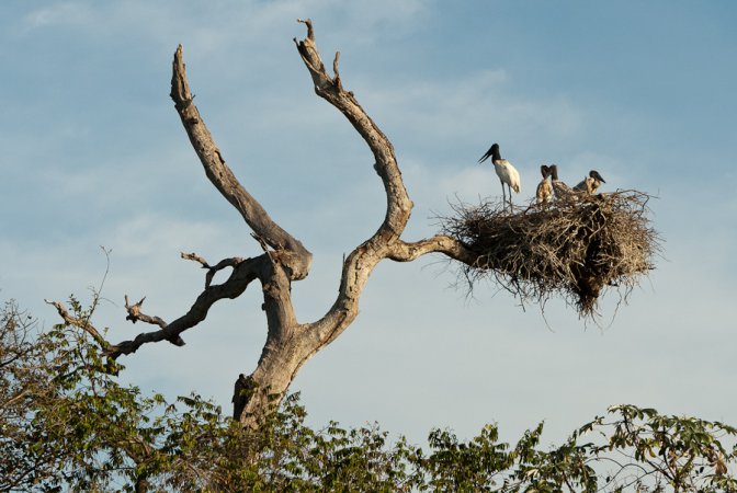 Photo (8): Jabiru