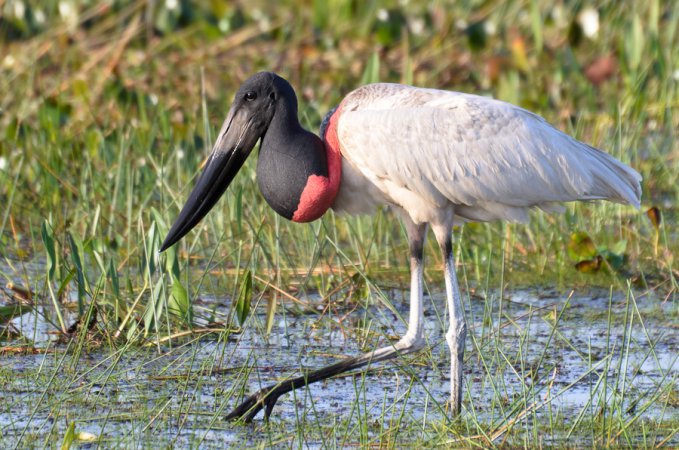 Photo (1): Jabiru