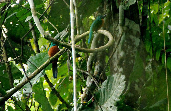 Photo (3): Great Jacamar