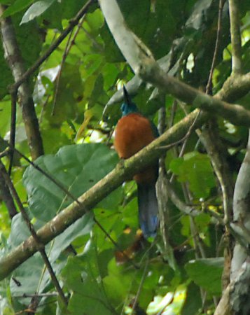 Photo (4): Great Jacamar