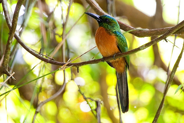 Photo (1): Great Jacamar