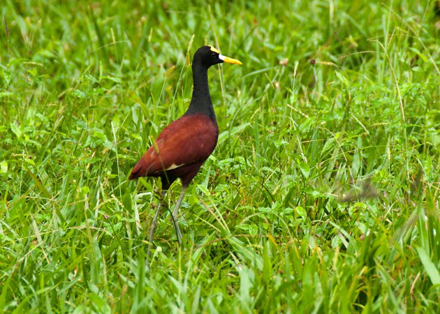 Photo (3): Northern Jacana