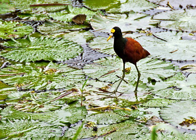 Photo (20): Northern Jacana