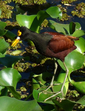 Photo (1): Northern Jacana