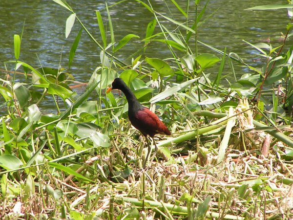 Photo (22): Northern Jacana