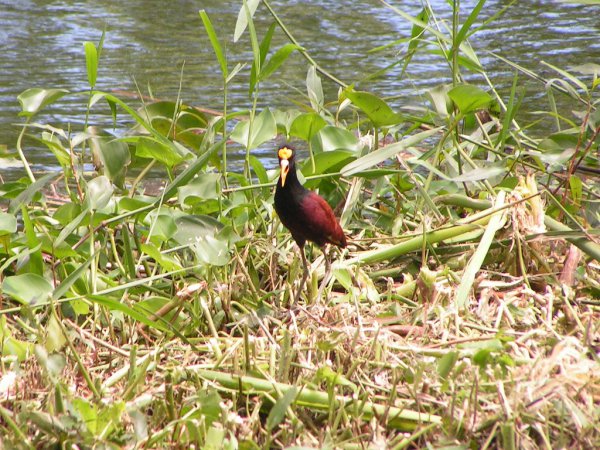 Photo (14): Northern Jacana