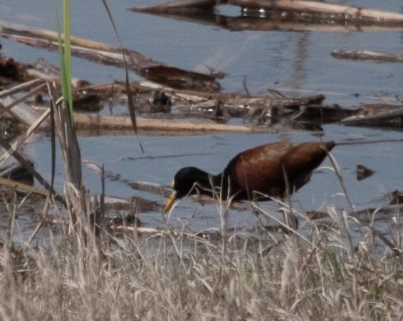 Photo (17): Northern Jacana