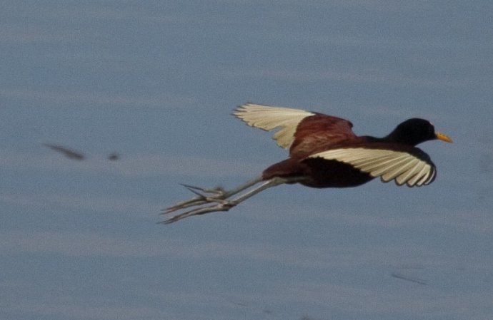 Photo (7): Northern Jacana